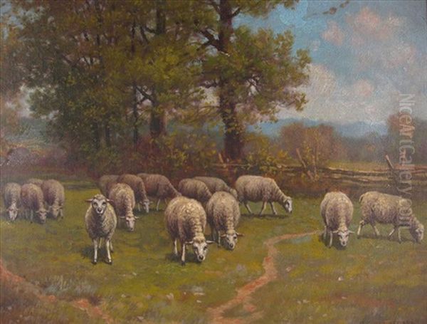 Sheep Grazing In A Pasture In Summer - view 1