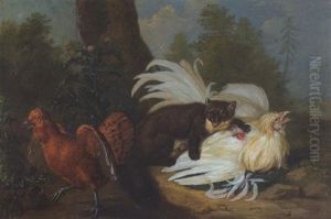 Jagender Iltis Mit Huhnern Jagender Iltis Mit Huhnern