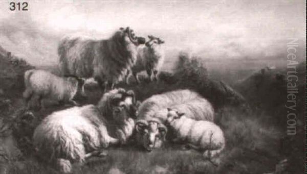 Highland Sheep - view 1