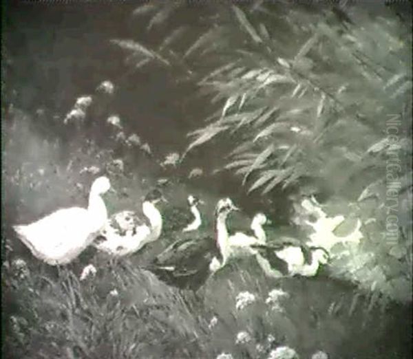 Ducks Moving Towards A Pond - view 1