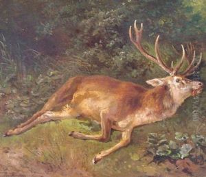 Erlegter Hirsch Im Dickicht