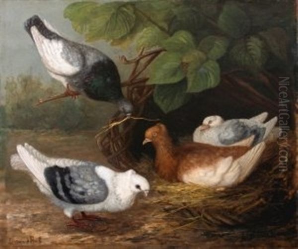 Les Pigeons - view 1