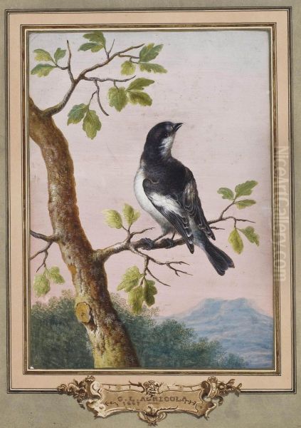 Gobemouche Noir Sur Une Branche De Chene - view 1