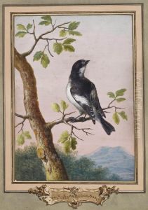 Gobemouche Noir Sur Une Branche De Chene by Christophe-Ludwig Agricola