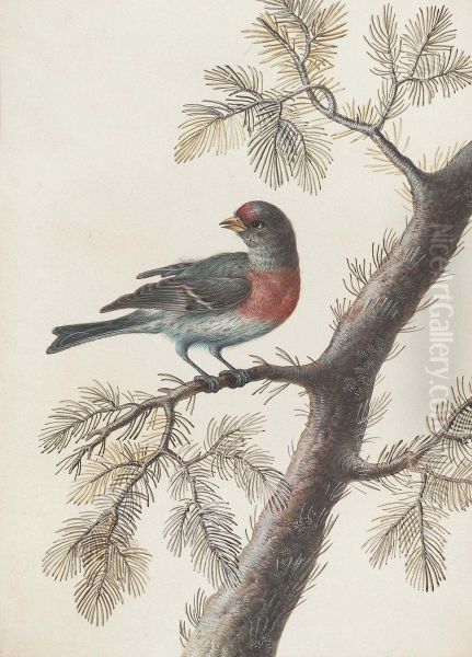 A Bird, Probably A Bullfinch, On A Pine Branch - view 1