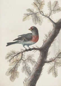 A Bird, Probably A Bullfinch, On A Pine Branch by Christophe-Ludwig Agricola