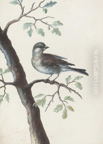 A Bird On An Oak Branch - view 1