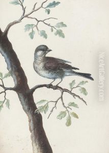 A Bird On An Oak Branch