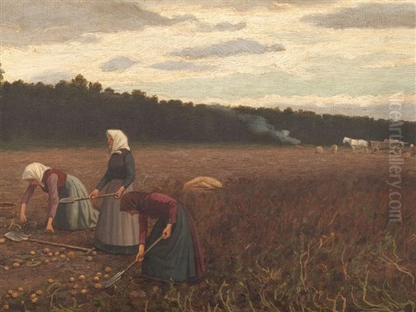 Potato Harvest - view 1