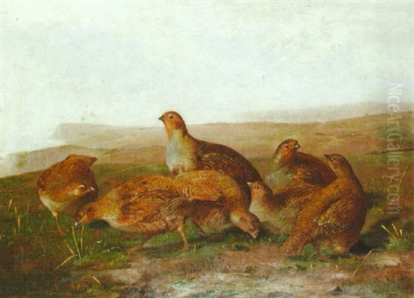 Partridge In A Landscape - view 1