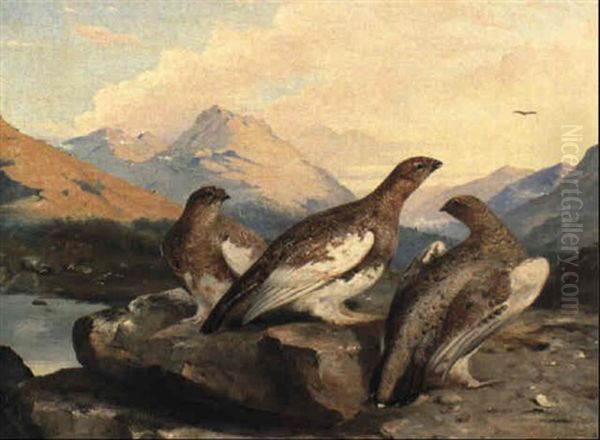 Grouse - view 1