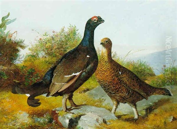 Black Game In The Highlands - view 1