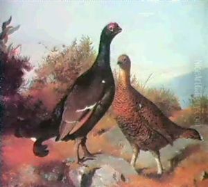 Black Grouse On A Moor
