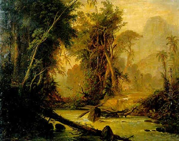 A Tropical Forest In Venezuela - view 1