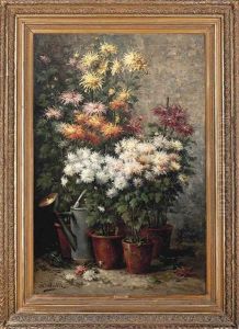 Chrysanthemums Potted In The Garden