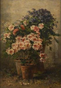 Pelargoniums Et Asters En Fleurs Pelargoniums Et Asters En Fleurs