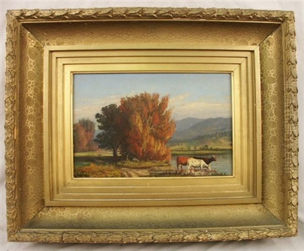 Cows - view 1