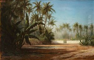 Vue D'une Palmeraie
