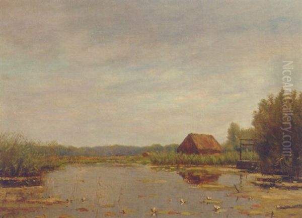 Waterlilies In A Polder Pond - view 1