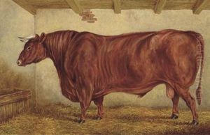 "brutus", A Prize Bull by George Bentham