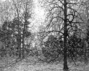 Springtime Hickories by John William Bentley