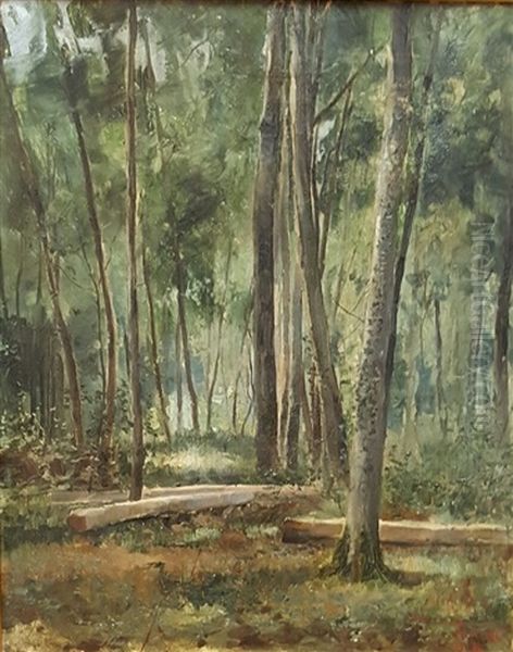 Forest Landscape - view 1