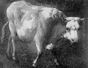 A Study Of A Cow by Dirk van Bergen