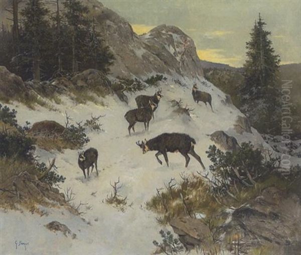 Gemsen Im Winterlichen Hochgebirge - view 1