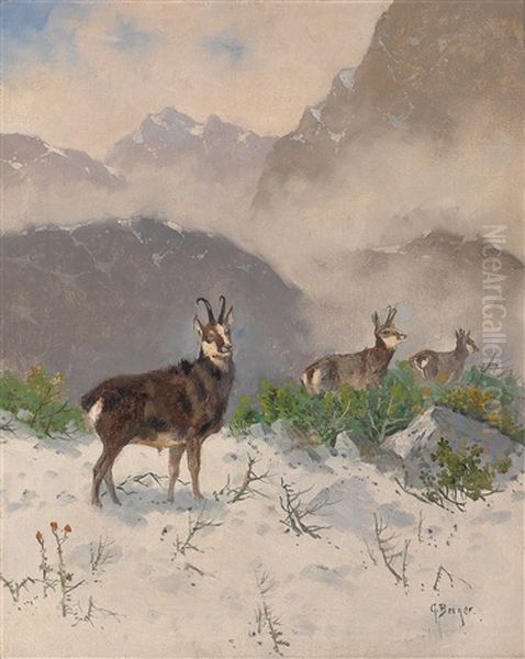 Gemsen In Alpenlandschaft - view 1