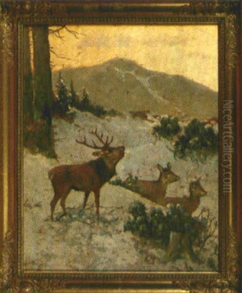 Rohrender Hirsch Mit Rudel In Verschneitem Hochwald - view 1