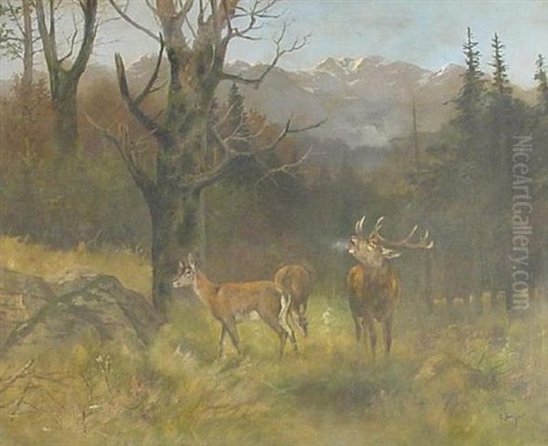 Rohrender Hirsch Mit Mutterwild Auf Einer Waldlichtung - view 1