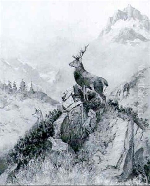 Kronhjorte Pa En Alpetop - view 1