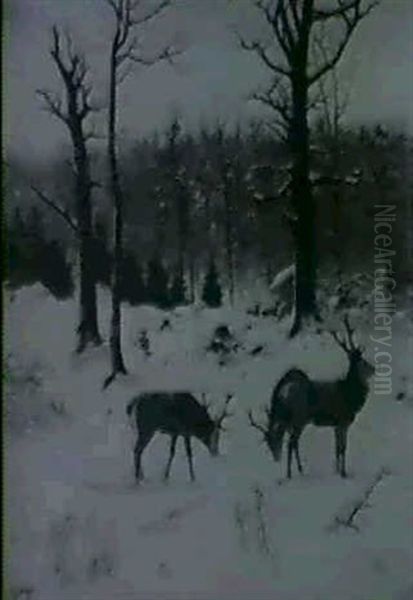 Abendliche Winterstimmung Mit Rotwild - view 1