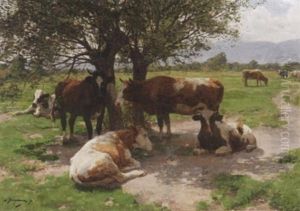 Kuhe Unter Kopfweiden Auf Der Sommerlichen Weide