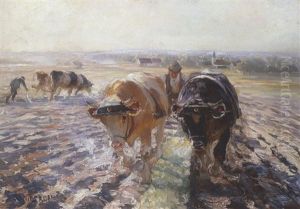 Zwei Ocsengespanne Beim Pflugen