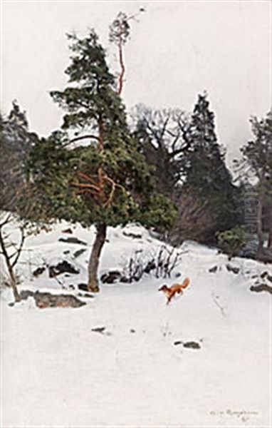 Rav I Vinterlandskap - view 1