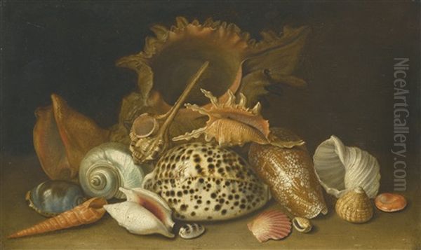 Still Life Of Sea Shells - view 1