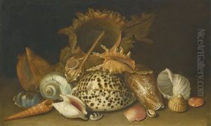 Still Life Of Sea Shells by Antoine Berjon