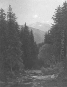 Gebirgsbach In Einem Tannenwald