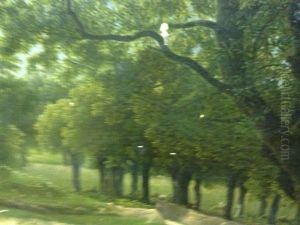 Ecole De Chemin En Sous-bois Au Troupeau by Jean Victor Bertin