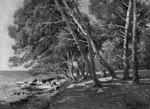 Kiefernwald An Der Normandiekuste