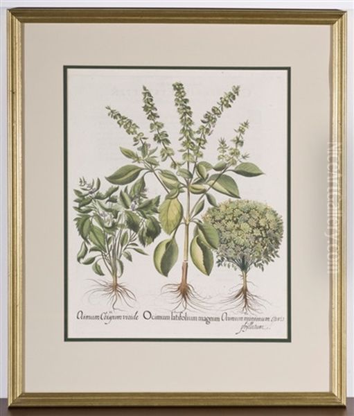 Ocimum Latifolium Magnum Botanical - view 1