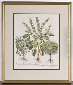 Ocimum Latifolium Magnum Botanical by Basilius Besler