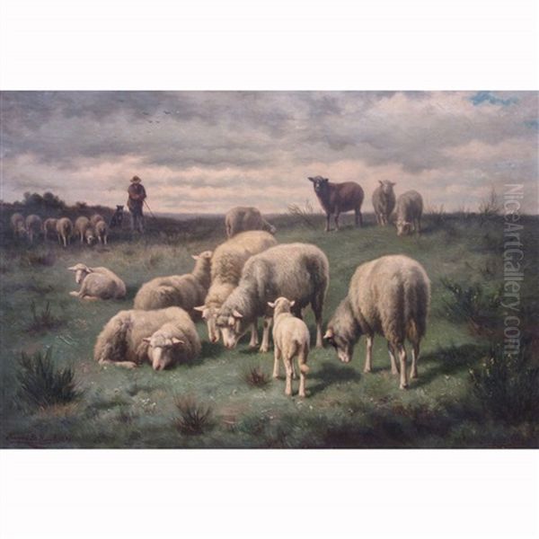 Sheep Grazing - view 1