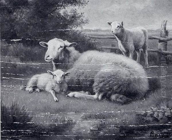 Schaf Und Zwei Lammer Auf Der Weide - view 1