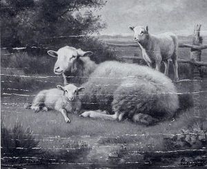 Schaf Und Zwei Lammer Auf Der Weide Schaf Und Zwei Lammer Auf Der Weide