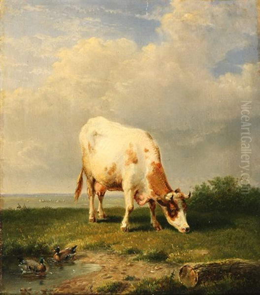 Cow Grazing On A Hilltop - view 1