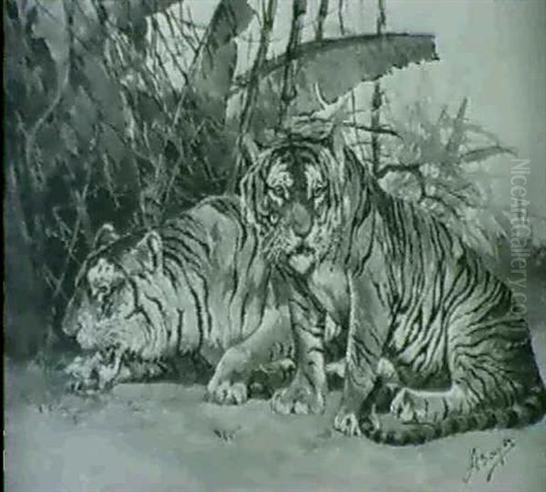 Tiger - view 1