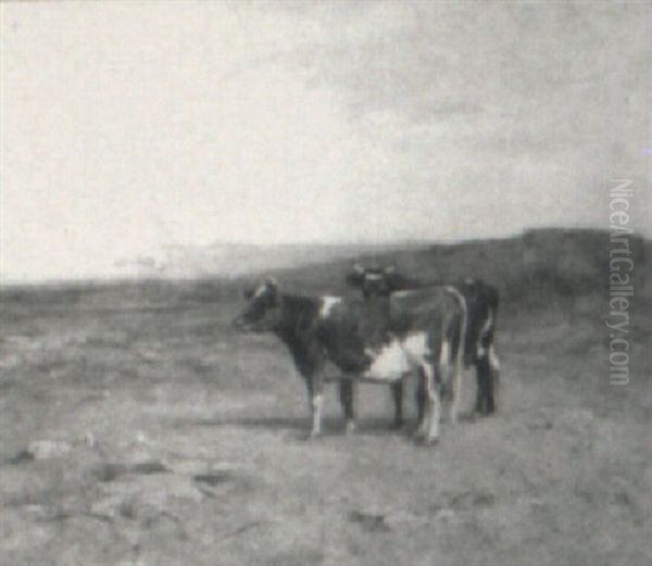 Cattle In A Field - view 1