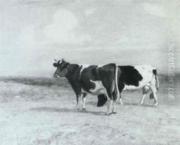 Cows Grazing - view 1